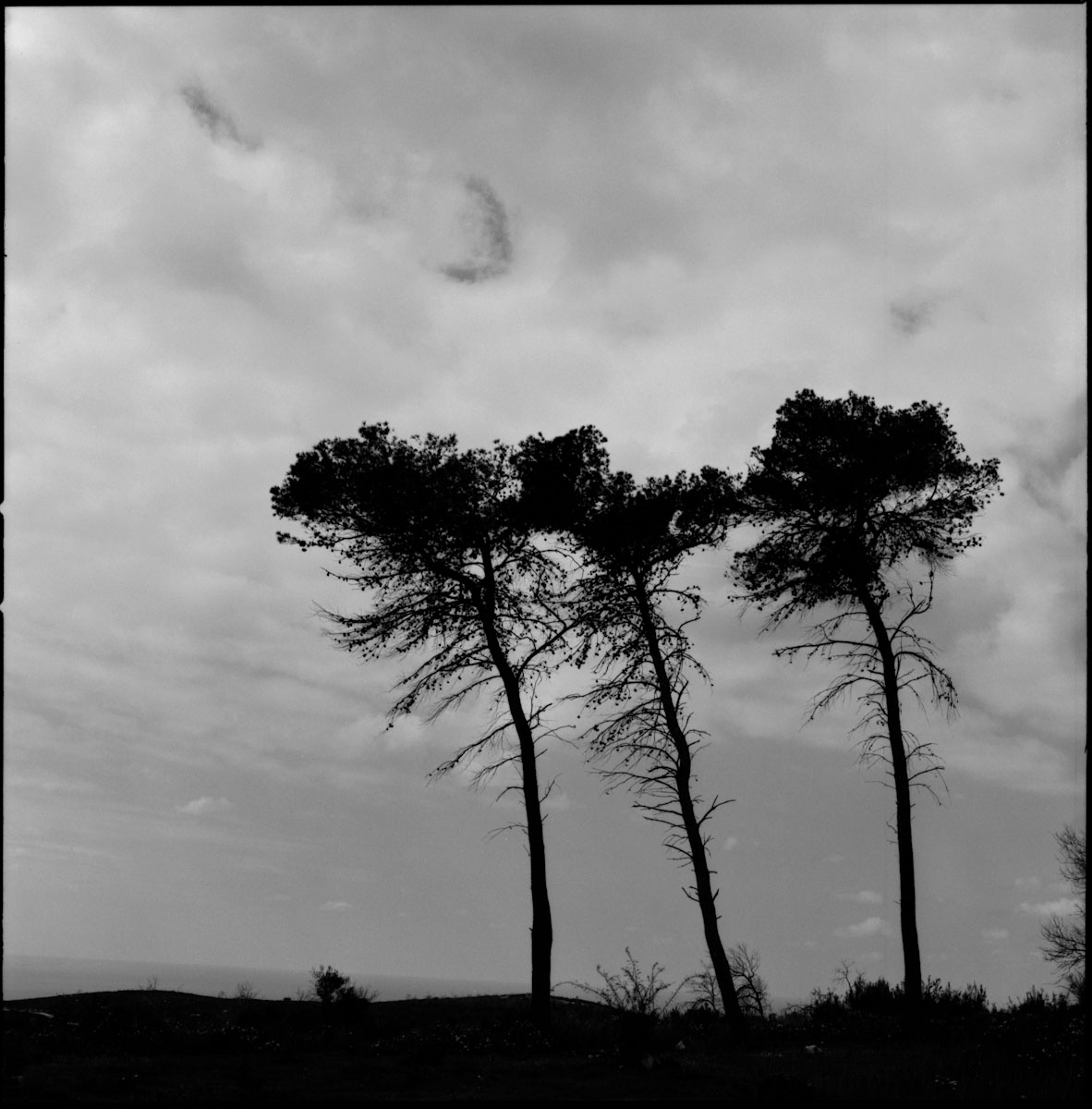 kodak-100tmx-dark_life_of_three_trees_victor_bezrukov.jpg